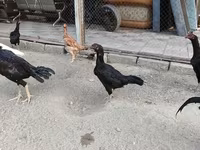 Chickens — 8-сурет
