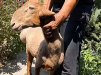 Ոչխար, Jaidara sheep — լուսանկար 1