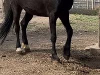 Էգ ձի, Orlov Trotter — լուսանկար 3