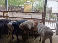 Schaf, Rhon sheep — Foto 7