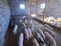 Էգ խոզ, Խոզեր — լուսանկար 3