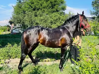 حصان, Swedish warmblood horse — الصورة 8