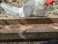 Chickens — الصورة 3