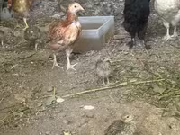 Chickens — լուսանկար 3