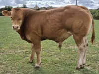Bulle, Limousin-Kuh — Foto 1