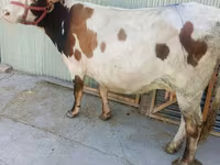 गाय, हेरफोर्ड — फ़ोटो 2