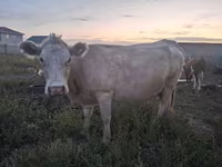 Ցուլ, Latvian Blue cattle — լուսանկար 2