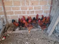Chickens — լուսանկար 3