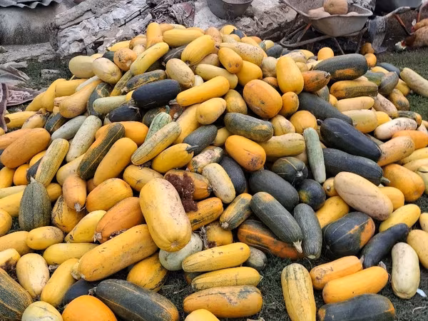 Продаю тыкву для животных