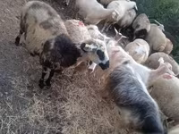 Schaf, Schafe — Foto 1