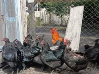 Australorp — foto 4