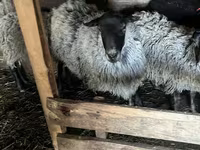 نعجة, Romanov sheep — الصورة 3
