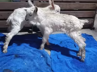 Ziege, Saanen goat — Foto 5