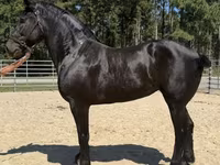 Էգ ձի, Percheron — լուսանկար 1