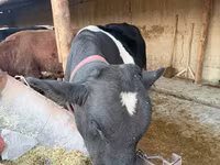 Bovinos (lote, sexo no especificado), Russian Black pied cattle — foto 1