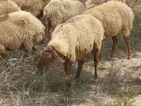 Oveja, Ovejas — foto 2