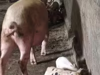 मादा सूअर, सूअर — फ़ोटो 3