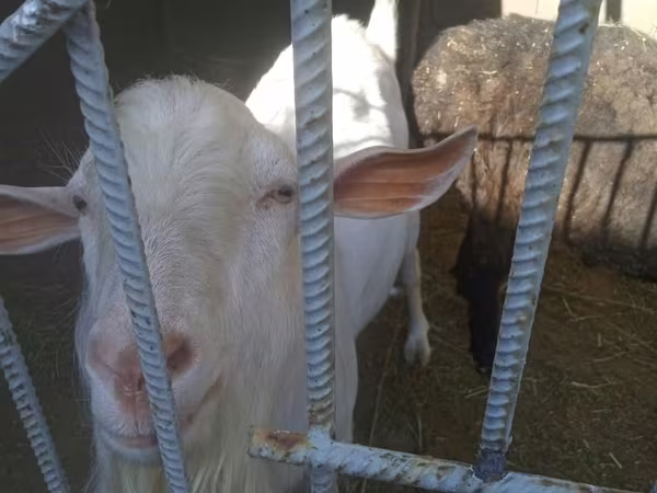 Ziegenbock, Ziegen