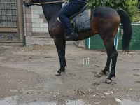 公马, Thoroughbred horse — 照片 3