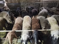 Խոյ, Edilbay sheep — լուսանկար 4