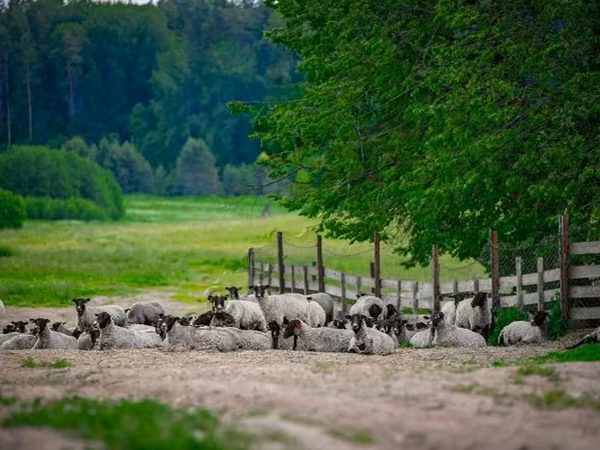 Carnero, Romanov sheep
