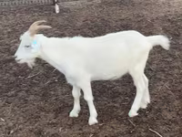 Cabra, Cabras — foto 1