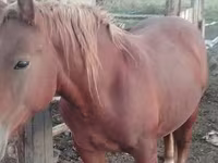 Horse (M), Russian Heavy Draft — photo 2