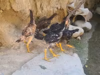 Chickens — 照片 1