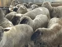 Widder, White Suffolk sheep — Foto 2
