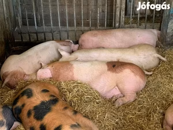Sow, Pigs