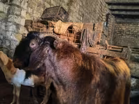 Ziegenbock, Kamori goats — Foto 1