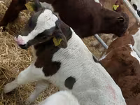 Bull, Simmental cattle — photo 2