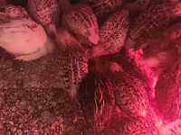 Quails — Foto 6