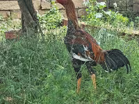 بليموث روك — الصورة 1