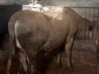 Ցուլ, Russian Black pied cattle — լուսանկար 4