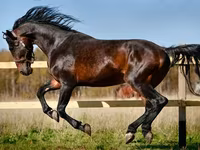 马匹（批次，未指定性别）, Horse breed — 照片 2