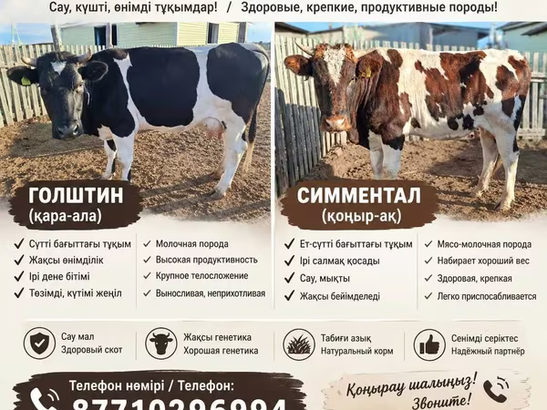 Կով, Latvian Blue cattle