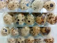 Quails — Foto 1