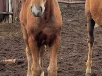 فرس, Thoroughbred horse — الصورة 8