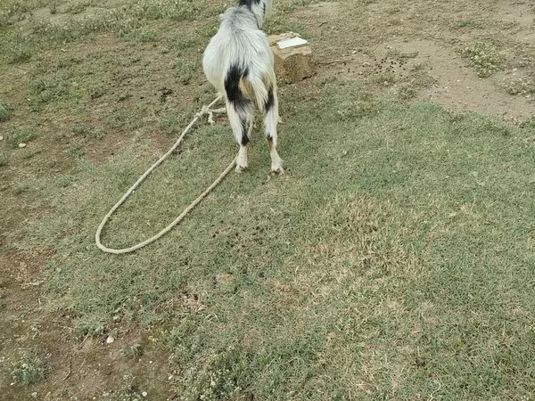 Bode, Cabras