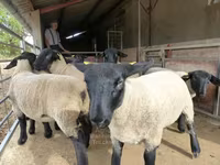 نعجة, White Suffolk sheep — الصورة 3