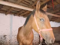 Cavalo, Manipuri pony — foto 4
