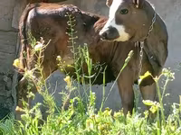 Bull, Cattle — photo 5