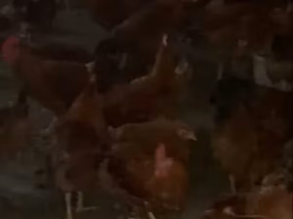 Chickens