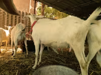 Այծեր (խումբ, սեռը նշված չէ), Saanen goat — լուսանկար 3