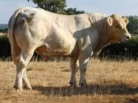 Ցուլ, Charolais cattle — լուսանկար 1