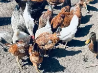 Chickens — الصورة 3