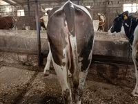 Vaca, Simmental cattle — foto 1