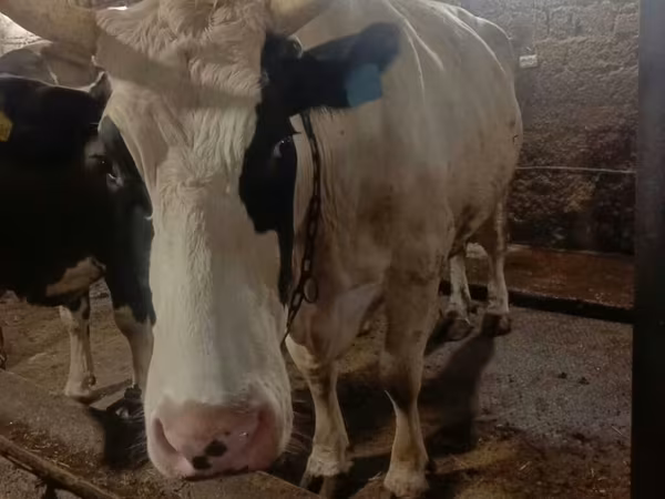 Vaca, Simmental cattle