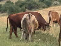 Կով, Simmental cattle — լուսանկար 3